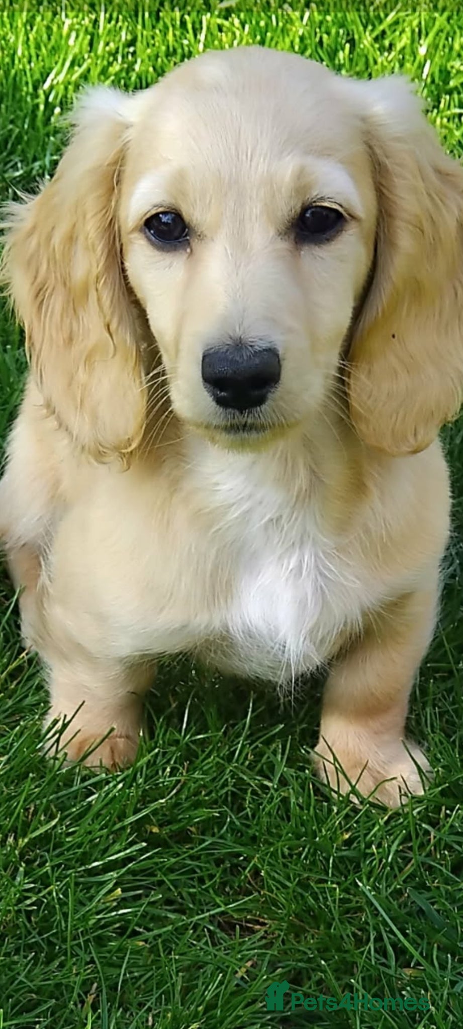 Miniature Dachshund dogs Miniature Dachshund Puppy female  - Advert 10