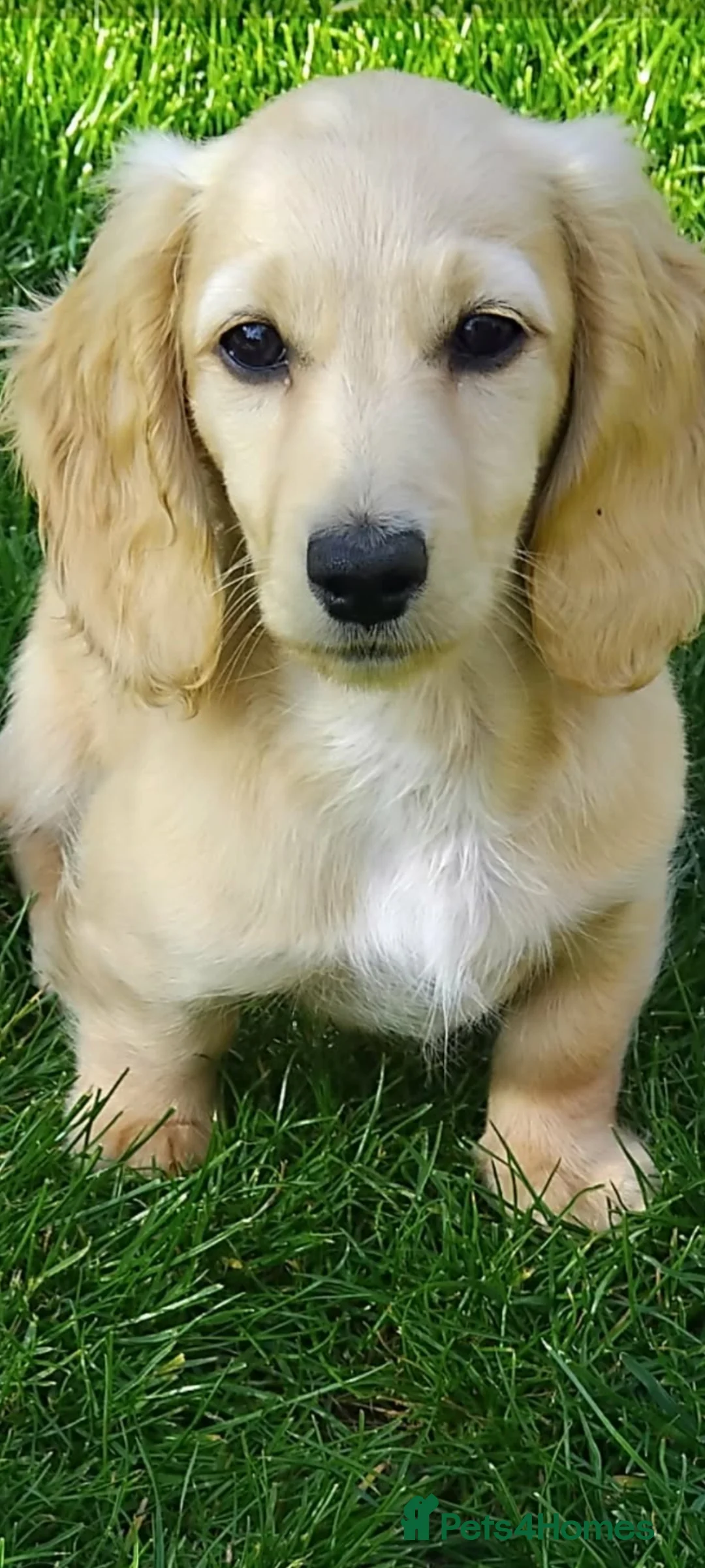 Miniature Dachshund dogs for sale: Miniature Dachshund Puppy female  - Advert 1