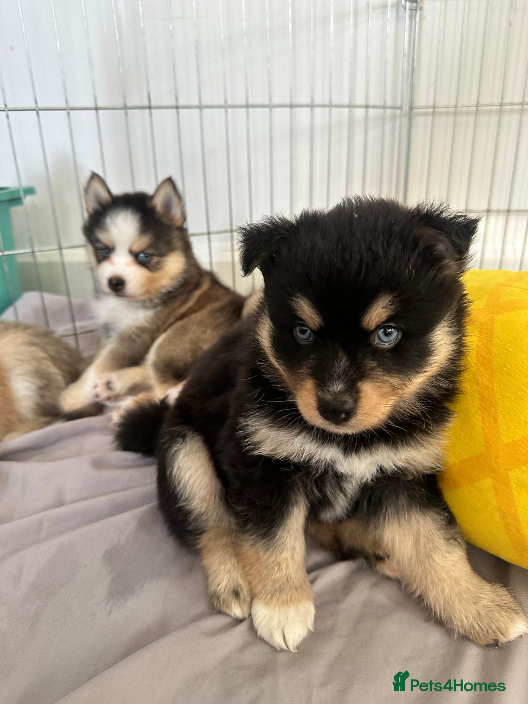 Pomsky dogs for sale: Family-Raised Pomsky Pups - Advert 10
