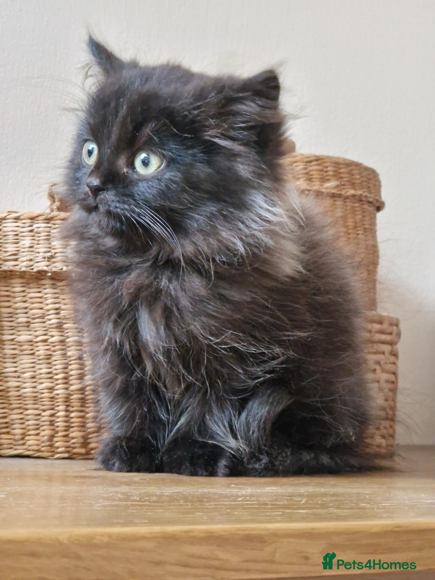 Mixed Breed cats  Persian very fluffy male kitten  - Advert 19