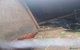 Chickens poultry for sale: WANTED female bantums - Image 1