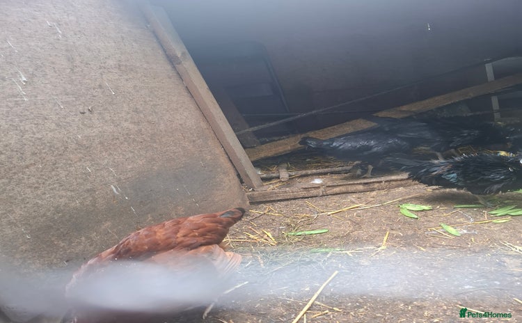 Chickens poultry - Advert 4