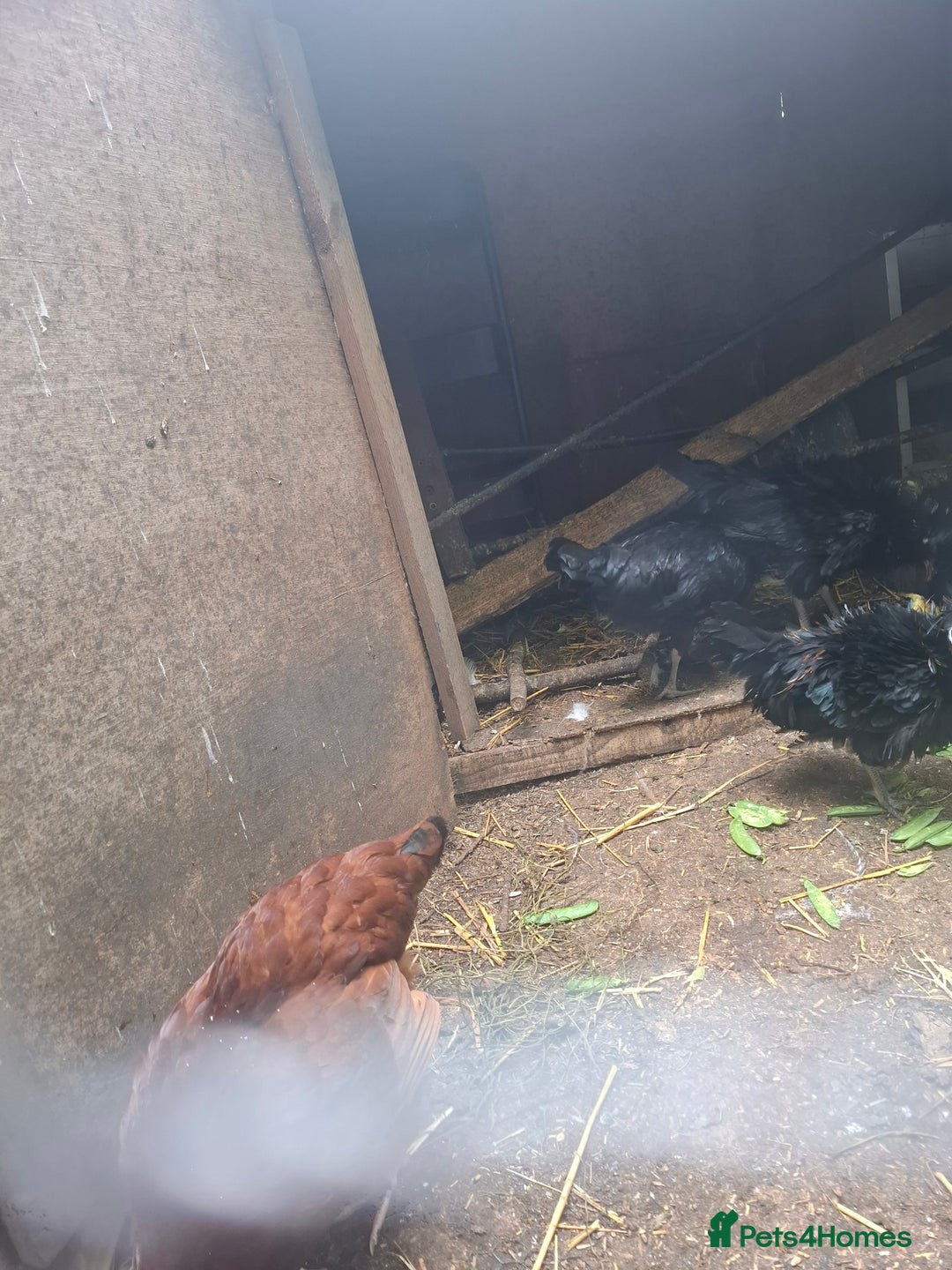 Chickens poultry for sale: WANTED female bantums - Image 1