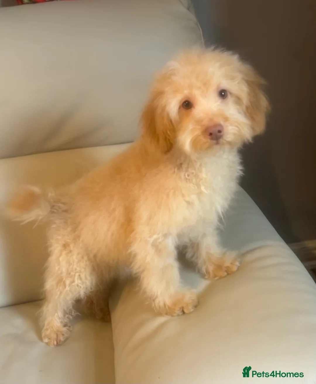 Miniature Poodle dogs for sale: Miniature poodle puppy - Advert 5