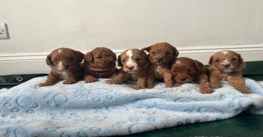 Cavapoo dogs - Advert 17
