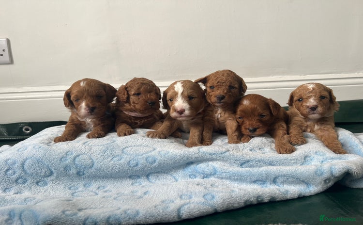 Cavapoo dogs - Advert 4