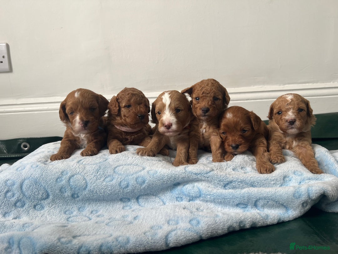 Cavapoo dogs for sale: Beautiful toy Cavapoo puppies 🐶 🐾 - Image 1