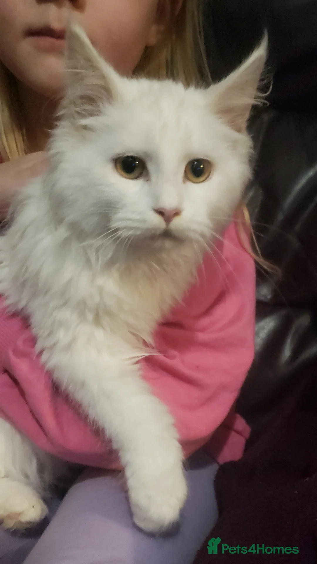 Maine Coon cats for sale: TICA Registration Pending Maine Coons - Advert 1