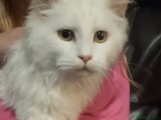 Maine Coon cats TICA Registration Pending Maine Coons - Advert 1