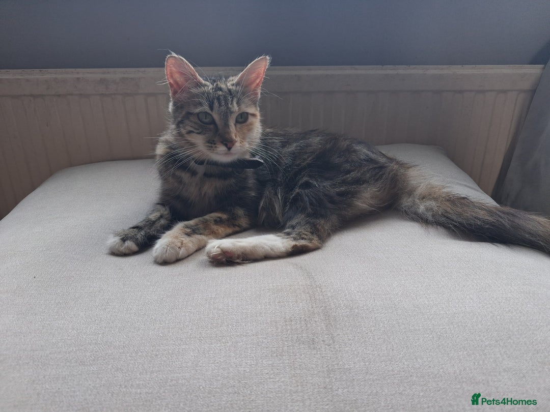 Norwegian Forest Cat cats for sale: HALF Norwegian Forest Kittens!!! - Image 6