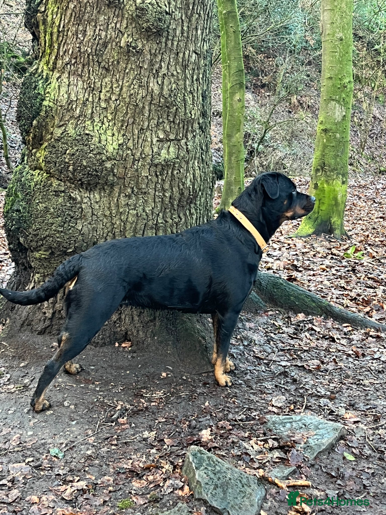 Rottweiler dogs Chunky pups excellent bloodlines - Advert 1