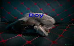 Mini Lop rabbits for sale: Beautiful Mini Lop Bunnies available  - Image 9