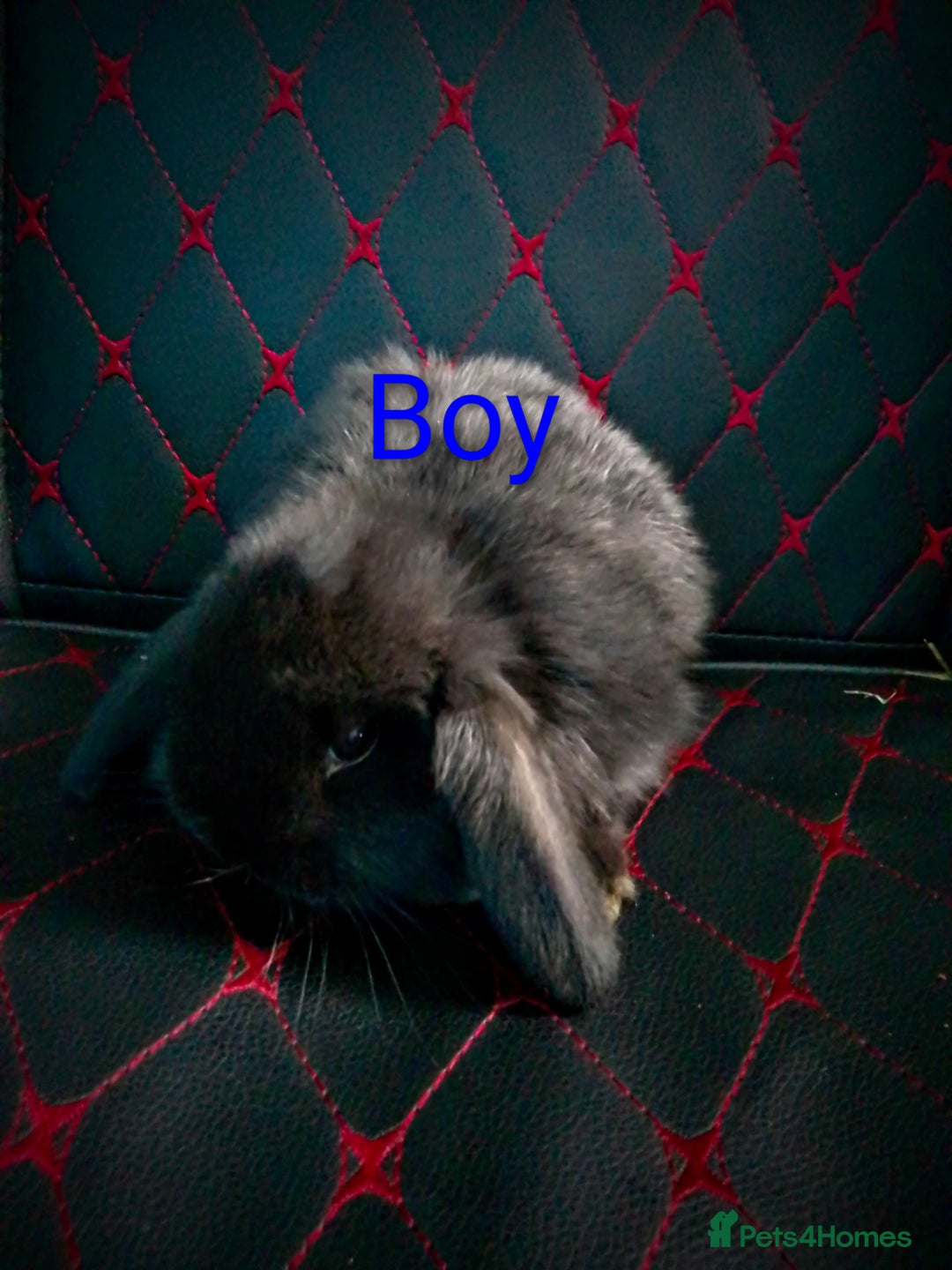 Mini Lop rabbits for sale: Beautiful Mini Lop Bunnies available  - Image 9