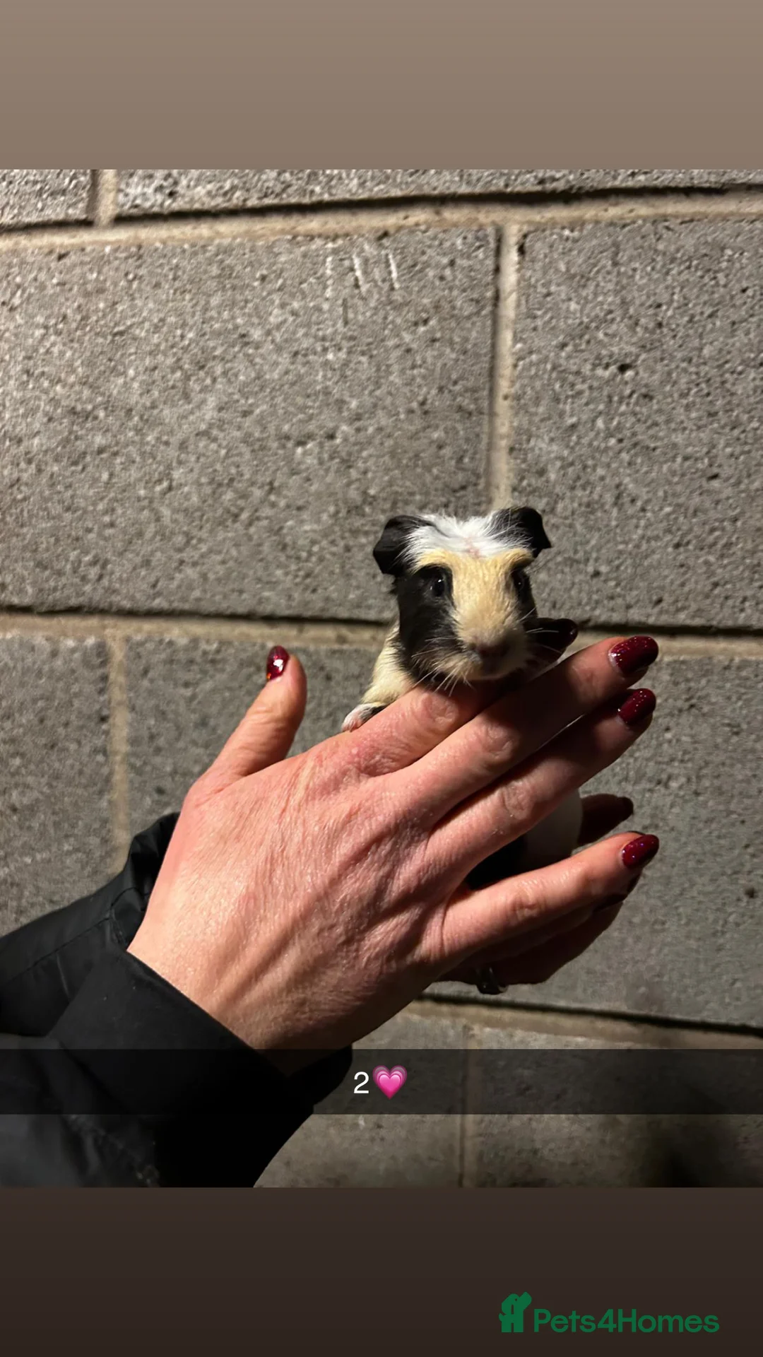 Guinea Pig rodents for sale: Five lovely guinea pigs all looking for new homes! - Advert 2