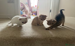 British Shorthair cats for sale: SOLD Sired by Champion FIFE dad -  Golden BSH - Image 15