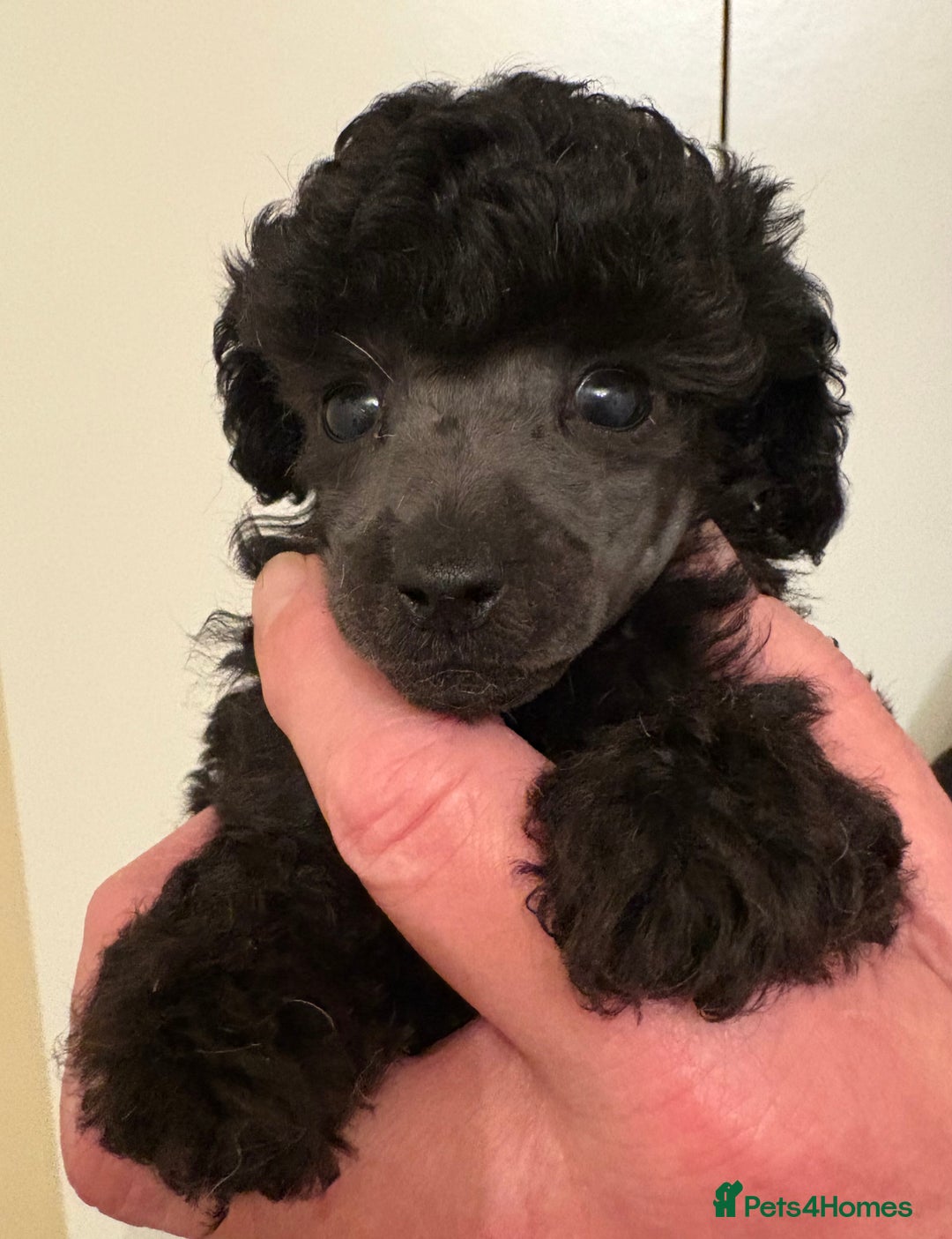 Toy Poodle dogs for sale: Beautiful KC Registered Toy Poodle Puppies - Advert 7
