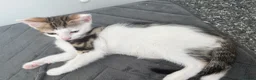 Mixed Breed cats for sale: Beautiful boy kitten  - Advert 2