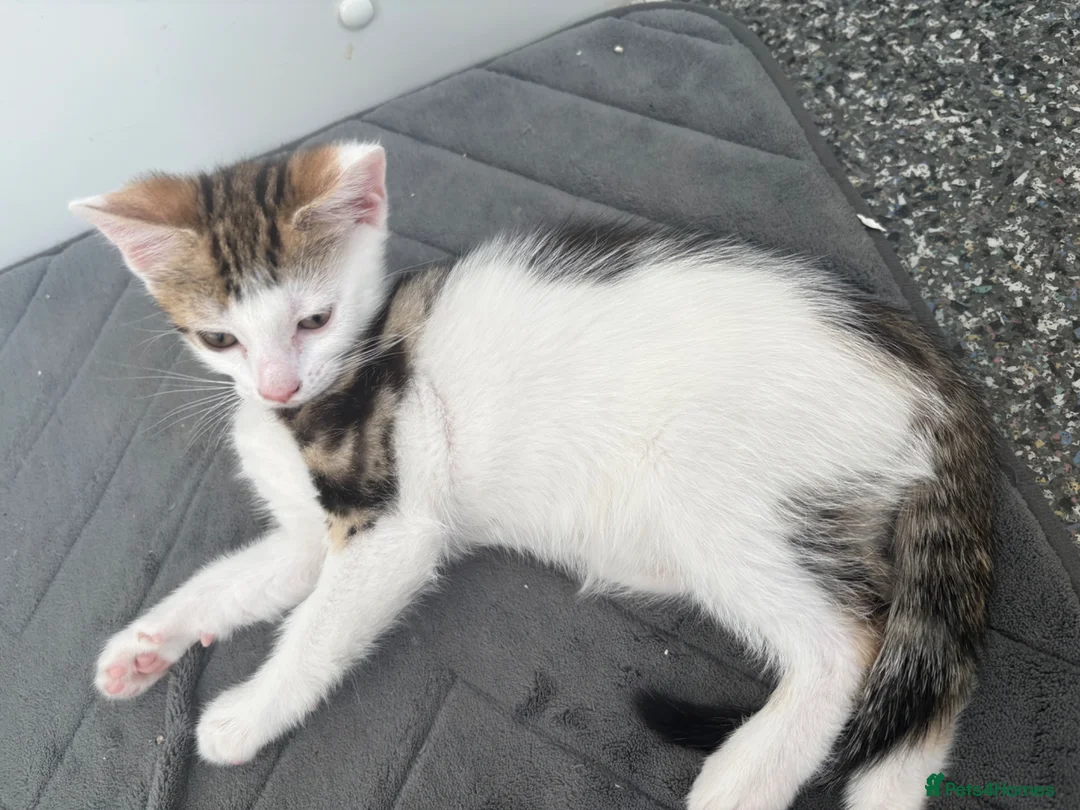 Mixed Breed cats for sale: Beautiful boy kitten  - Advert 2