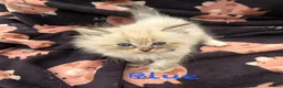 Mixed Breed cats for sale: Scottish Fold/Ragdoll in Colchester - Advert 22