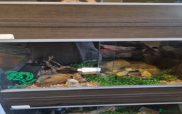 Corn Snake reptiles for sale: Corn Snakes  - Image 2
