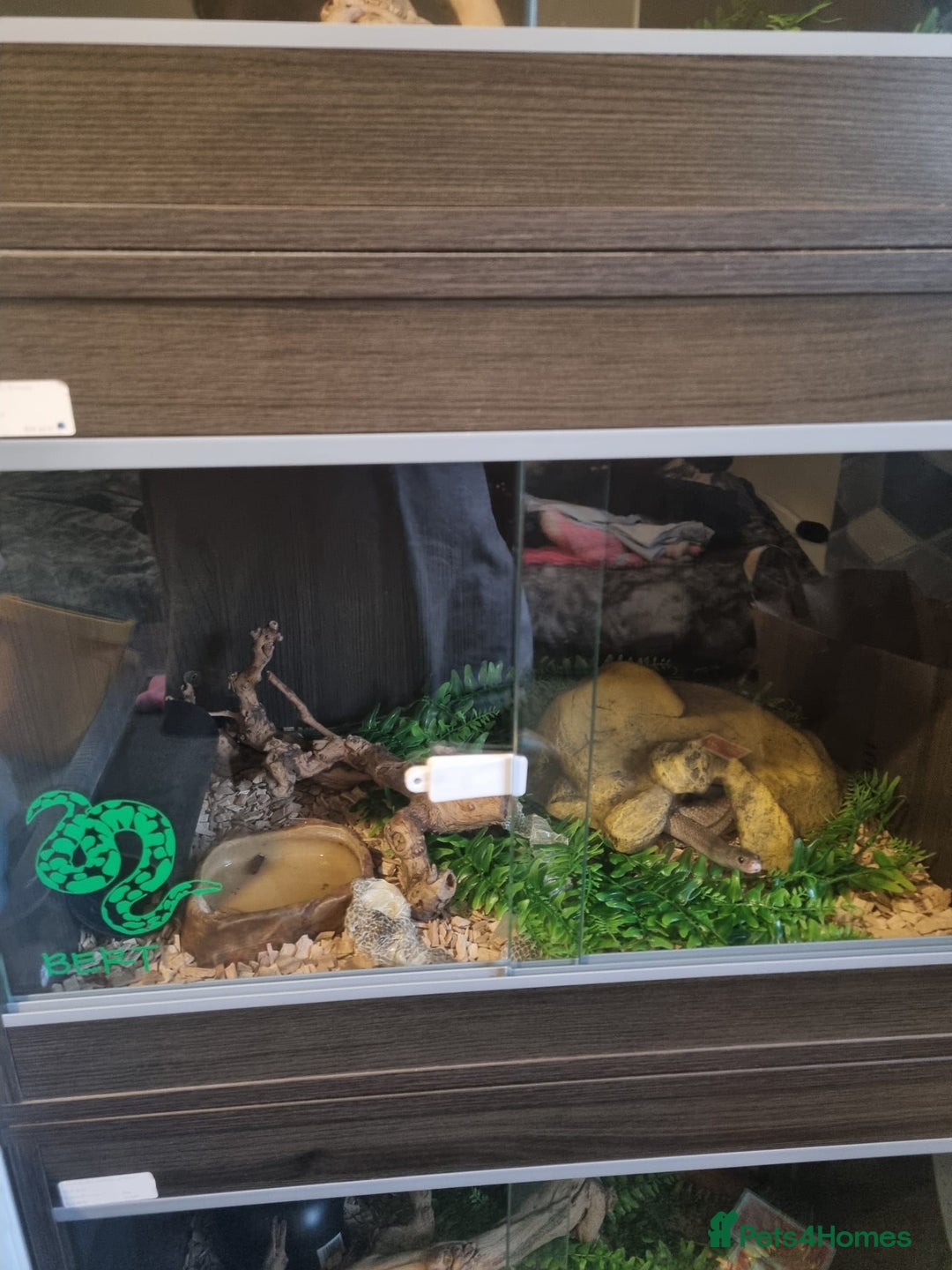 Corn Snake reptiles for sale: Corn Snakes  - Image 2