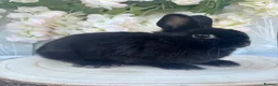 Netherland Dwarf rabbits for sale: Netherland dwarfs 👀🏡 5⭐️ only  - Advert 6