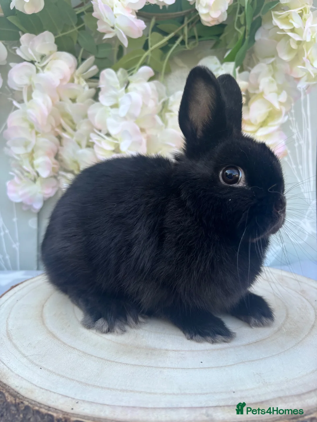 Netherland Dwarf rabbits for sale: Netherland dwarfs 👀🏡 5⭐️ only  - Advert 6