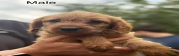 Labradoodle dogs for sale: Adorable Small Labradoodle Puppies - Advert 29