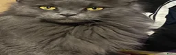 Maine Coon cats for sale: Maine Coon Kittens For Sale (Ready Soon) - Advert 16