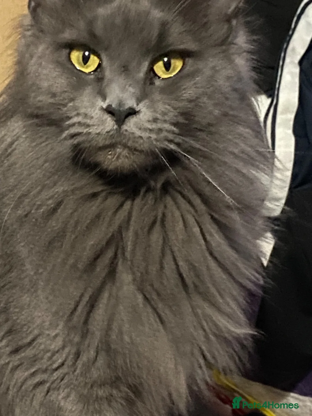 Maine Coon cats for sale: “Stunning” Maine Coon Kittens Ready to Leave Now - Advert 2