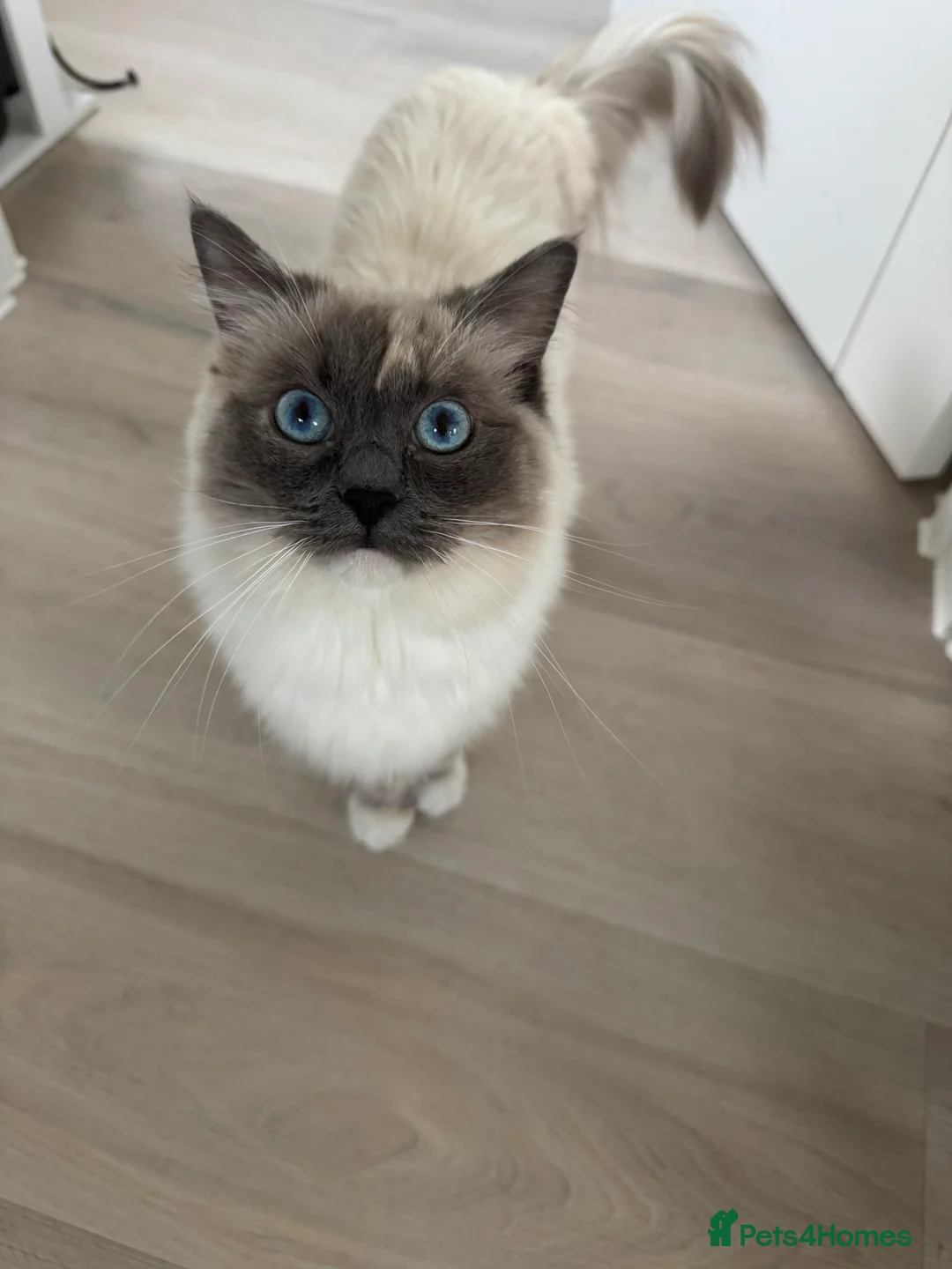 Ragdoll cats for sale: Beautiful GCCF active Ragdoll Queen  - Advert 1