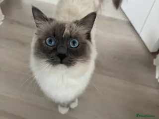 Ragdoll cats Beautiful GCCF active Ragdoll Queen - Advert 5