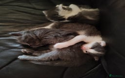 Mixed Breed cats for sale: Cuddly fluffy kittens  - Image 17