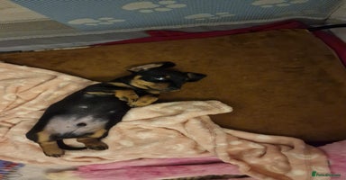 Miniature Dachshund dogs - Advert 7