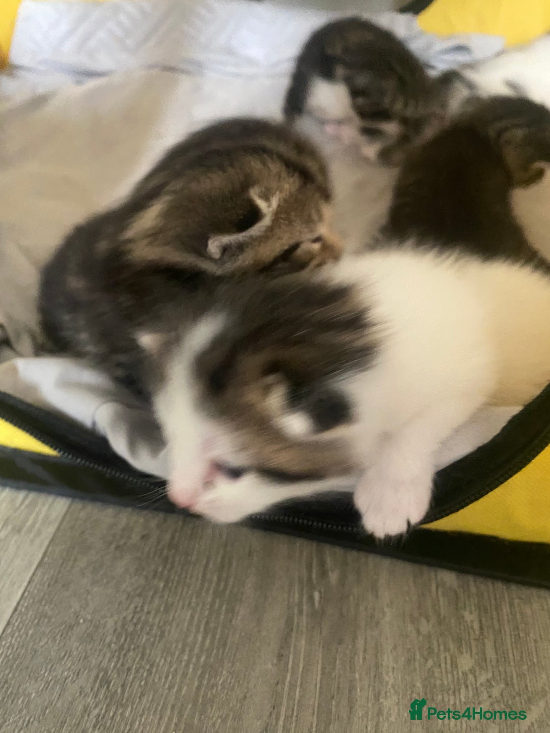 British Shorthair cats for sale: 4 kittens for sale  - Image 35