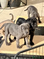 Mixed Breed dogs - Advert 6