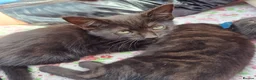 Mixed Breed cats for sale: 5 beautiful black kittens 10weeks 2xfemales 3xmale in Stockport - Advert 6