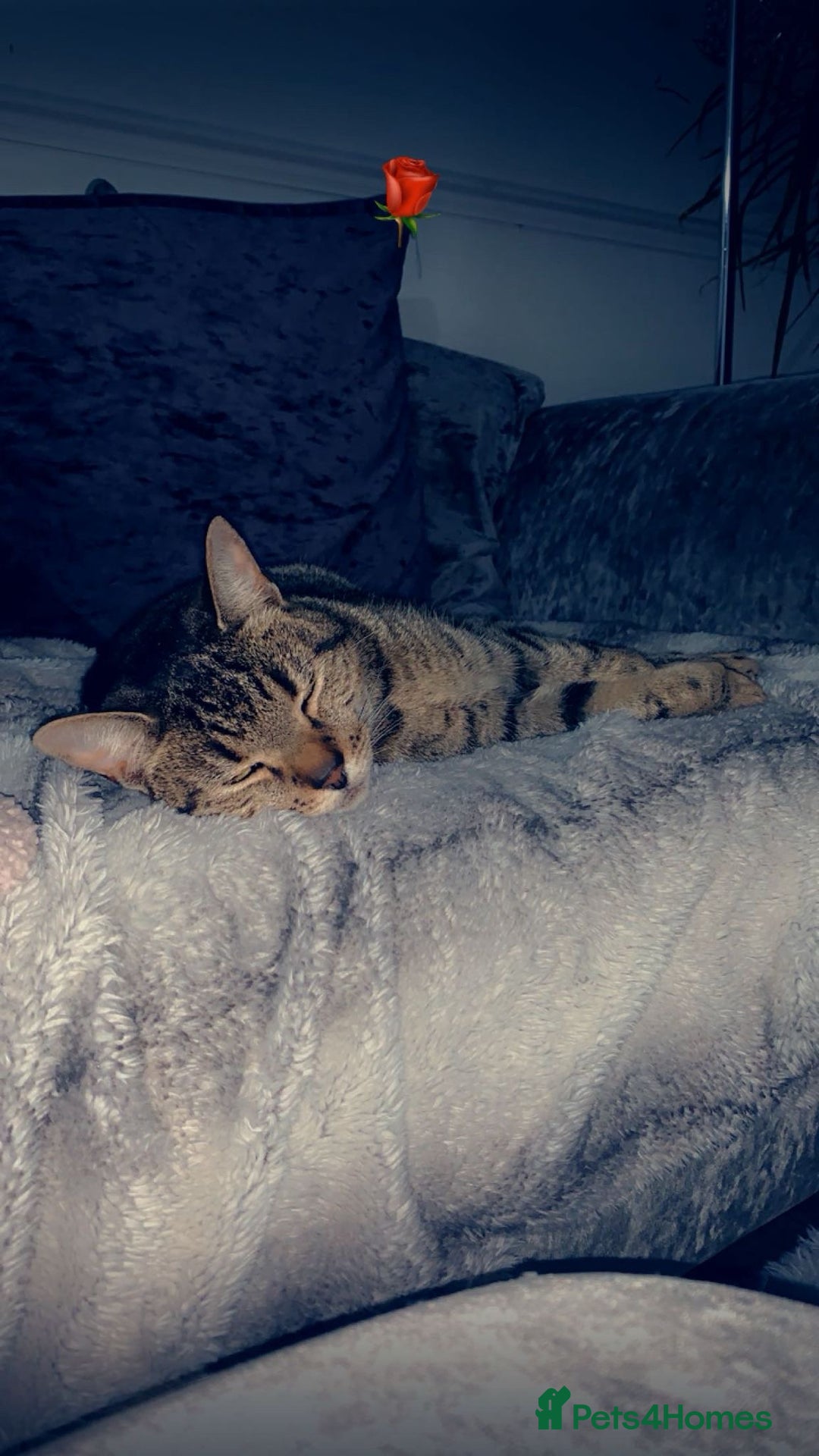 Domestic Shorthair cats for sale: For adoption  - Image 2