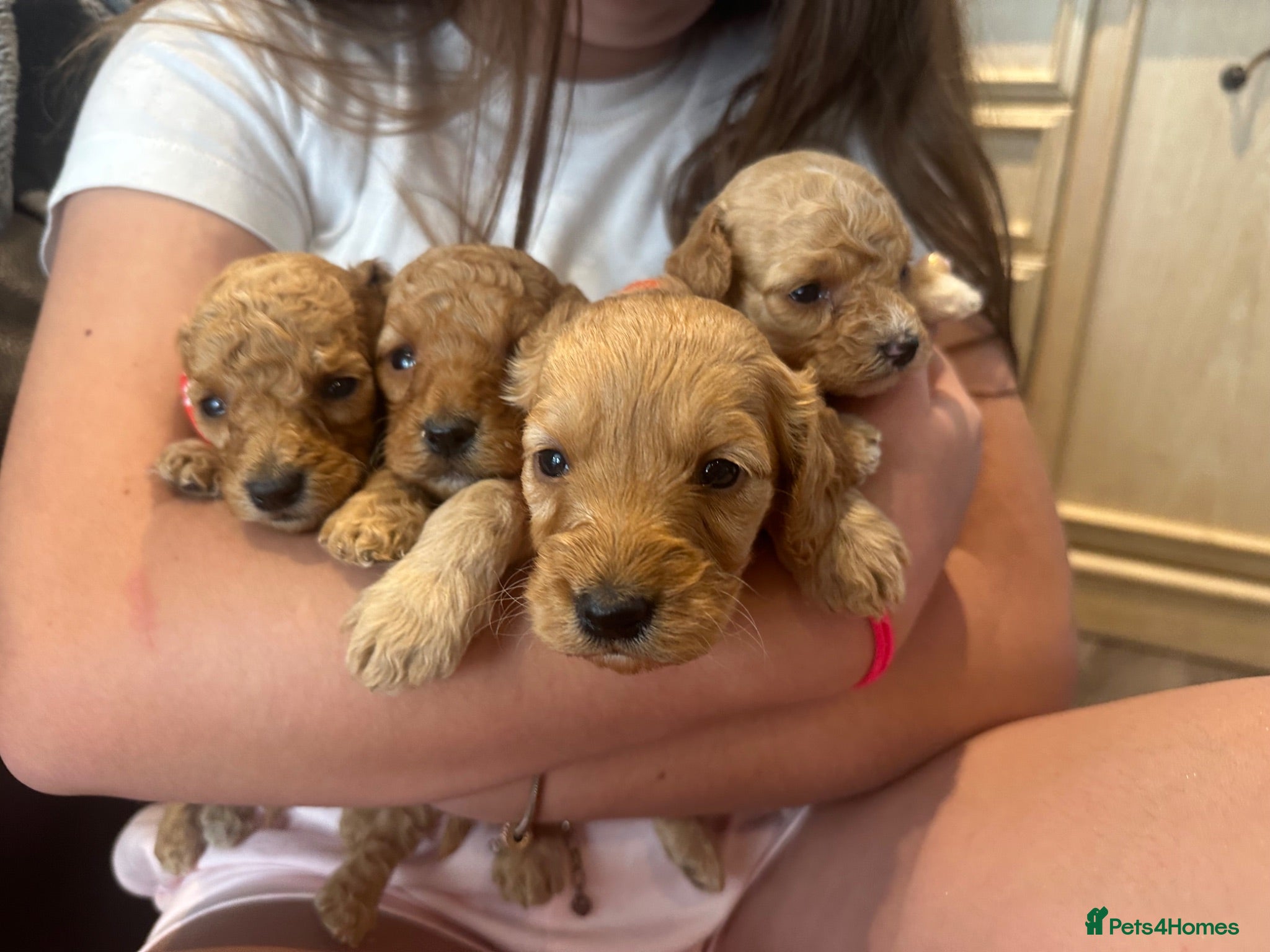 Cockapoo dogs F1b cream and red cockapoos very curly  - Advert 10