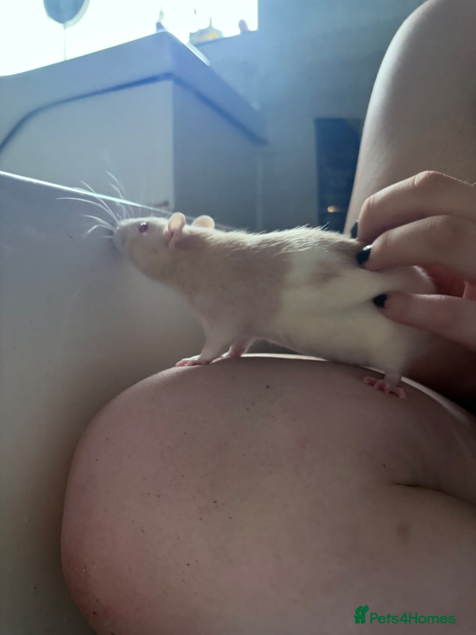 Rat rodents 2 beautiful female rats  - Advert 14