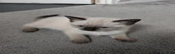 Mixed Breed cats for sale: 4 Ragdoll Cross Kittens - Advert 12