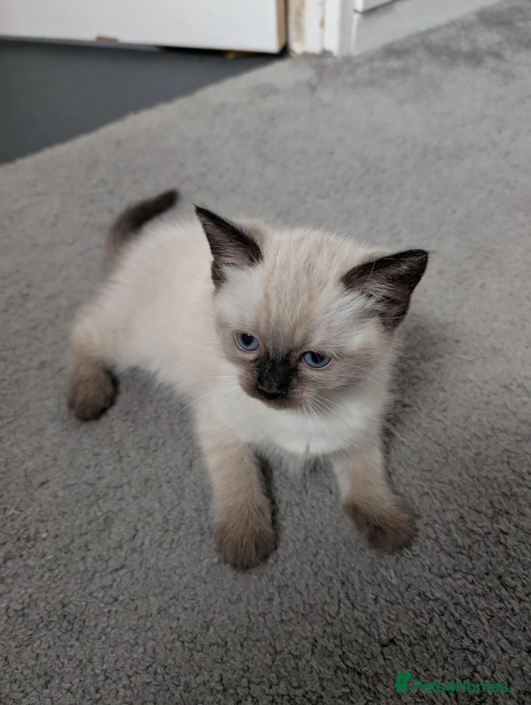 Mixed Breed cats for sale: 4 Ragdoll Cross Kittens - Advert 12