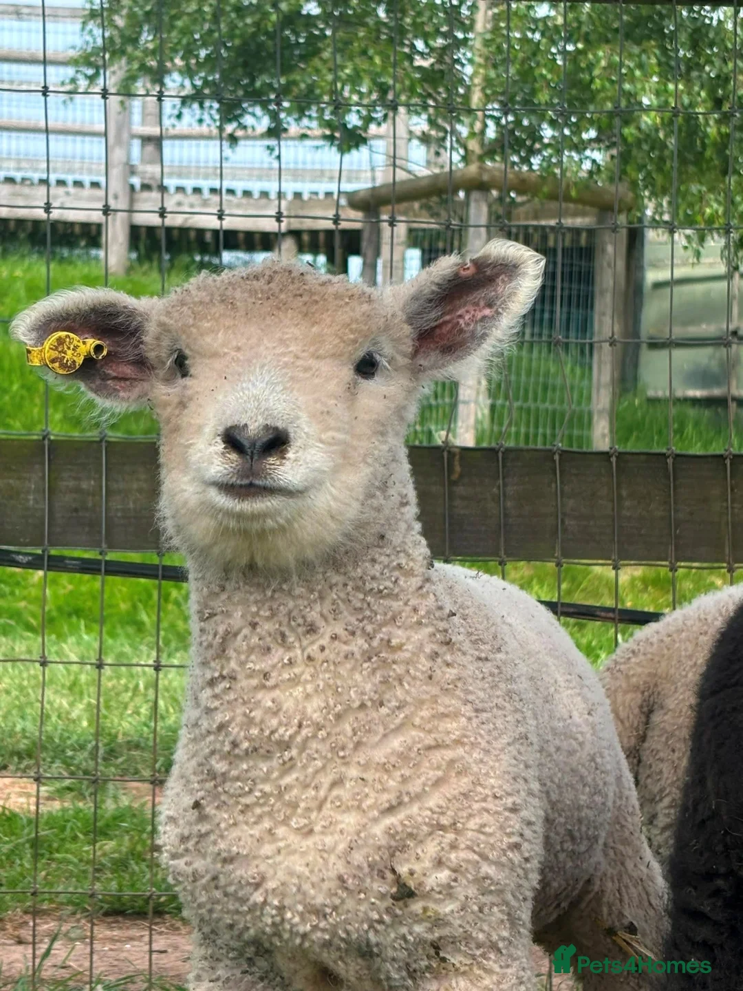 Sheep livestock for sale: 6 Ryeland Lambs Looking for New Homes - Advert 2