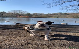 Mixed Breed dogs for sale: American bulldog  - Advert 10