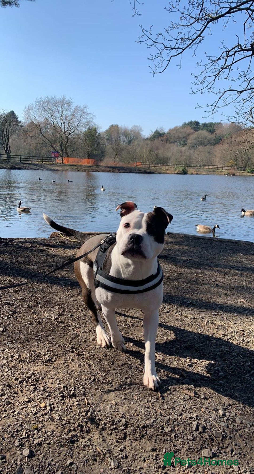 Mixed Breed dogs for sale: American bulldog  - Advert 10