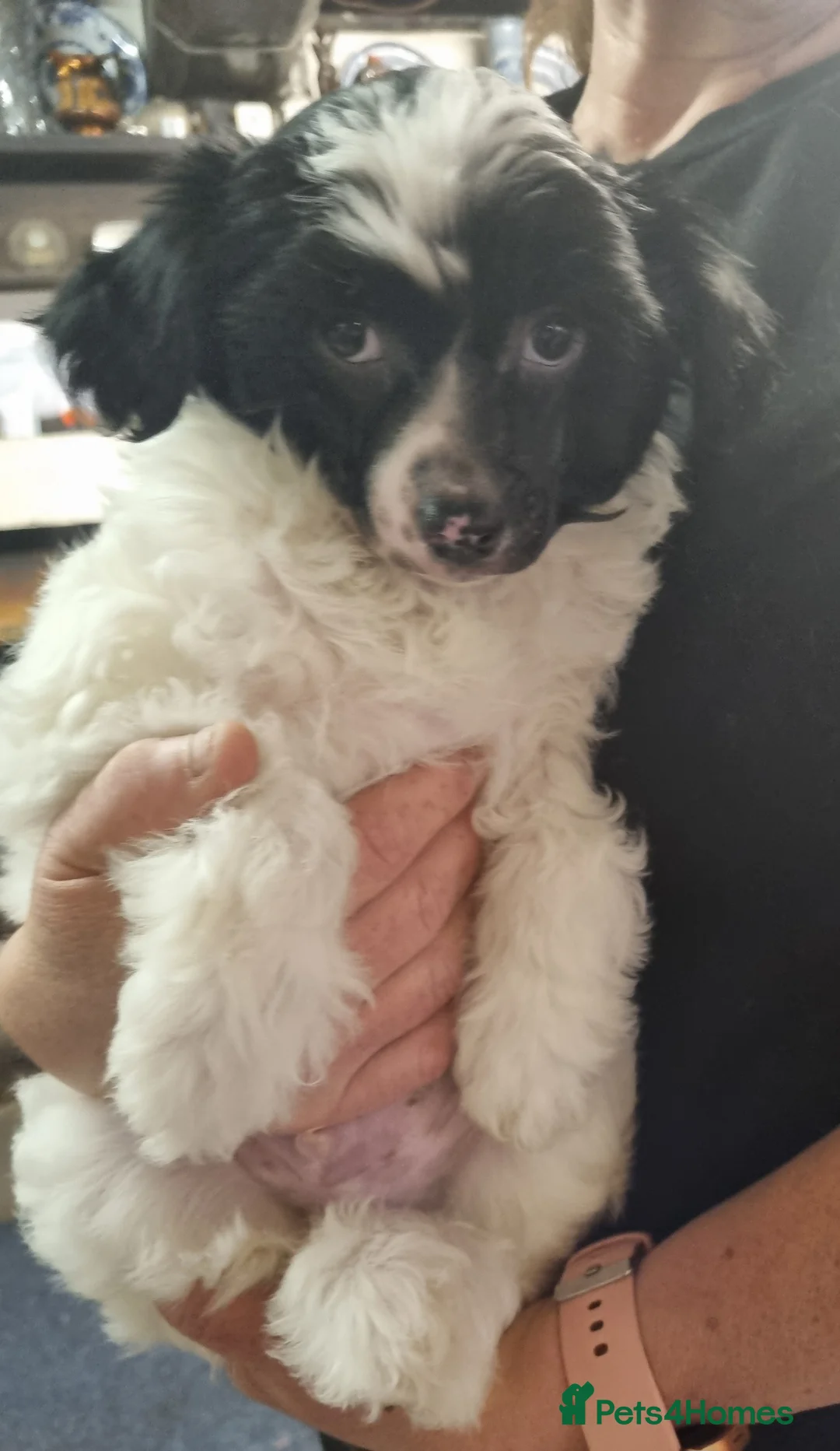 Chinese Crested dogs for sale: RKC registered Chinese crested  in Sutton-in-Ashfield - Advert 2