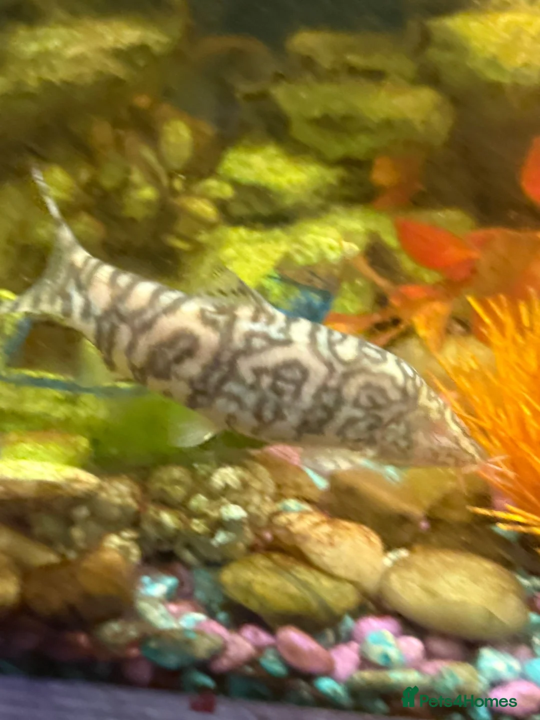 Sharks fish for sale: Selling assortment of tropical fish - Advert 1