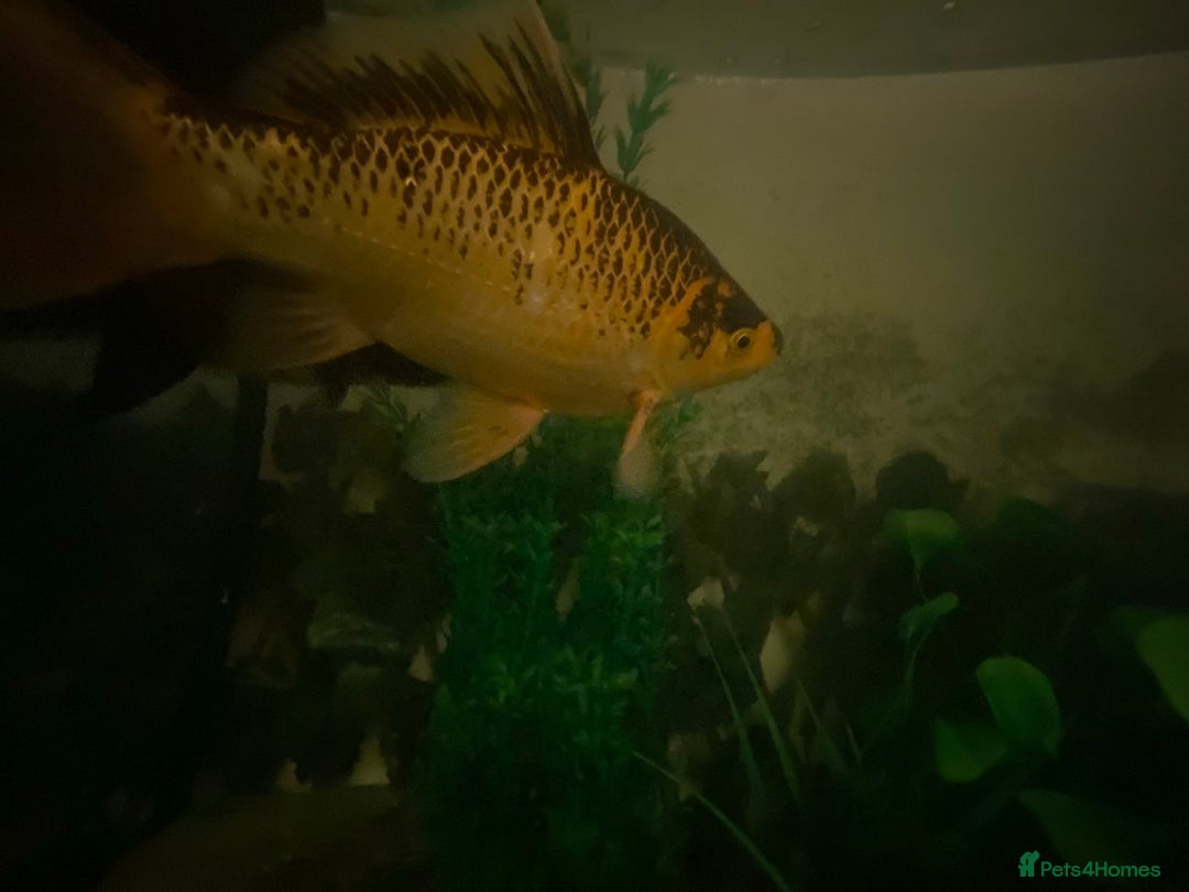 Goldfish fish for sale: Two Big Goldfish - Image 4