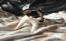 Mixed Breed dogs for sale: French poms *READY NOW 2 LEFT* - Image 8