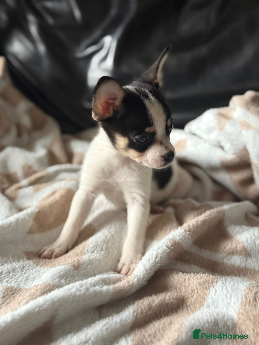 Mixed Breed dogs for sale: French poms *READY NOW 2 LEFT* - Image 8